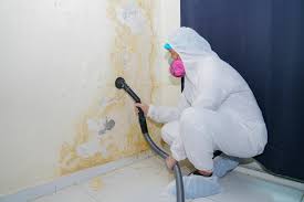 Best Emergency Mold Remediation  in Gibsonton, FL